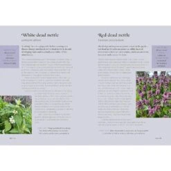 THE FORAGER'S ALMANAC BY DANIELLE GALLACHER -Games And Stuff Online 81If232mGzL. SL1500